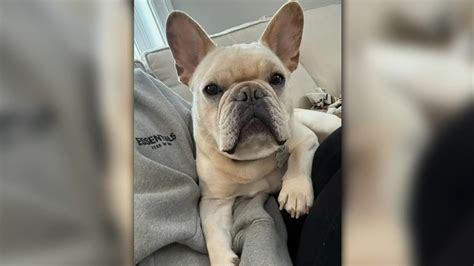 Connecticut dog trainer arraigned on charges connected to French bulldog’s death 